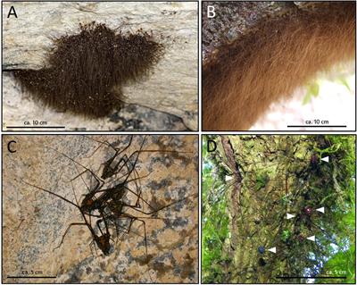 Benefits and Costs of Mixed-Species Aggregations in Harvestmen (Arachnida: Opiliones)